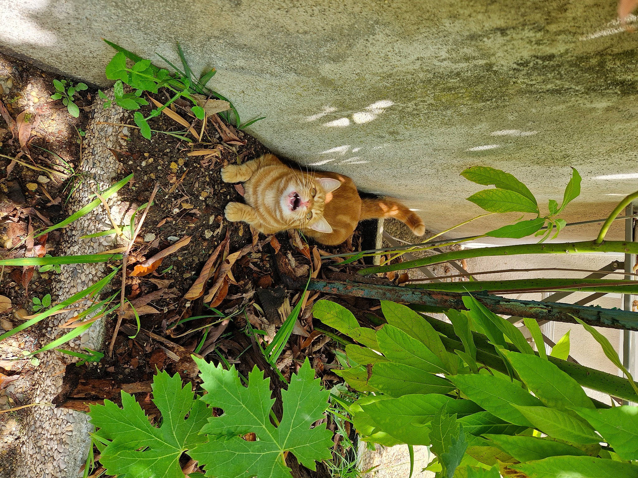 Savane a rejoint le concours — aidez-le/la à gagner de superbes lots ! adaptation, fawn, flower, flowering_plant, grass, groundcover, herb, leaf, organism, plant, plant_stem, soil, tail, terrestrial_animal, terrestrial_plant, trunk, vascular_plant, vegetation, wildlife, wood