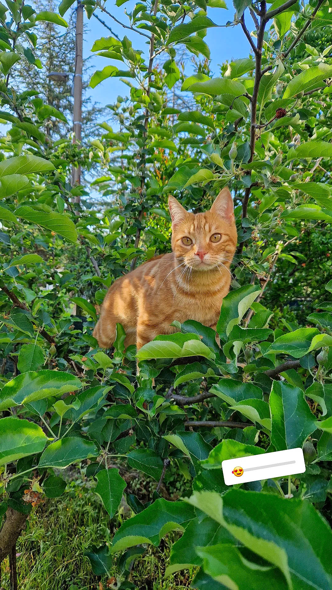 Savane a rejoint le concours — aidez-le/la à gagner de superbes lots ! botany, branch, carnivore, cat, domestic_short_haired_cat, fawn, felidae, fur, grass, groundcover, leaf, plant, small_to_medium_sized_cats, snout, tail, terrestrial_animal, tree, trunk, whiskers, wood