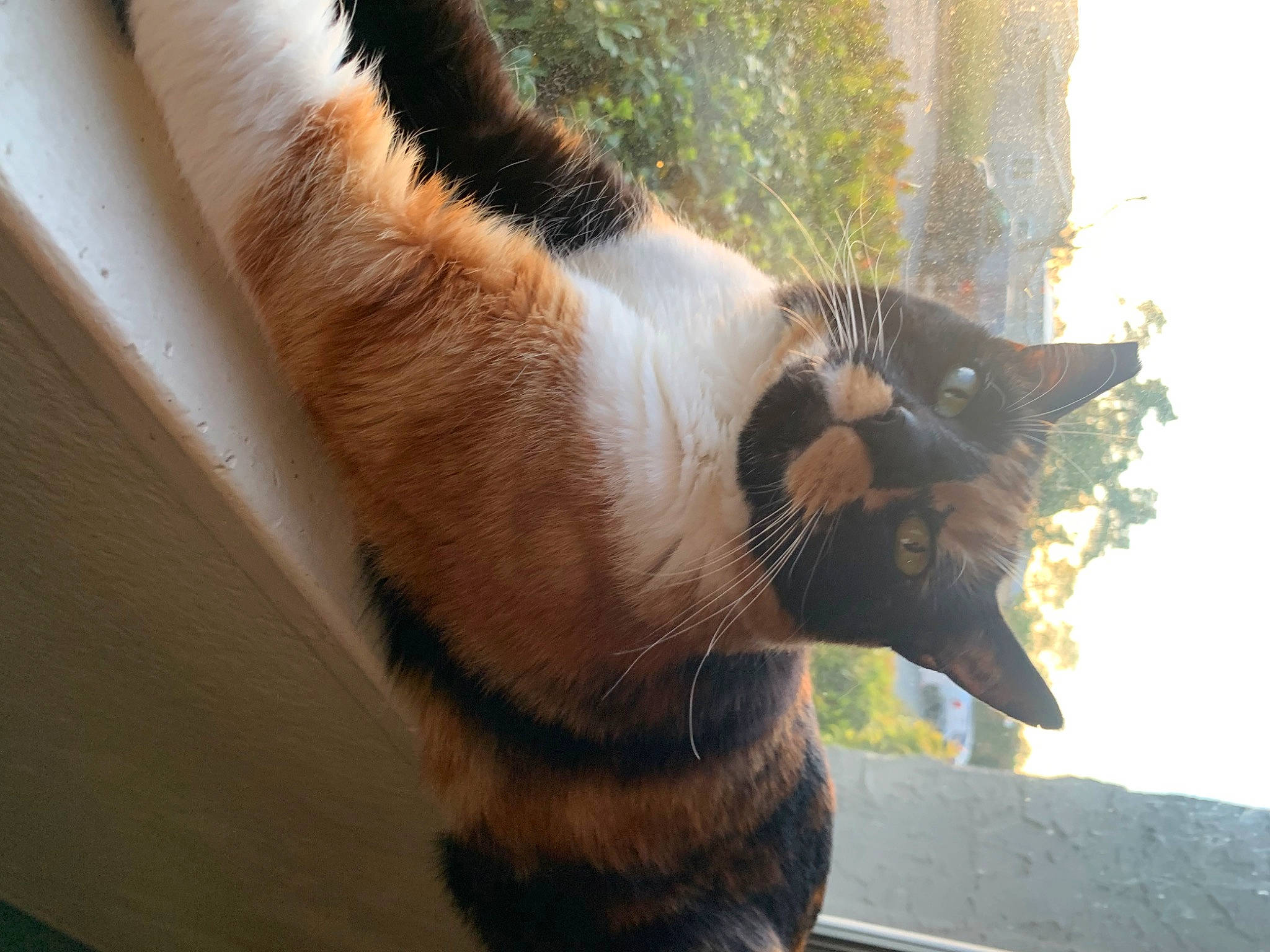 Gato is registered to the contest to win money with this photo: canidae, carnivore, cat, claw, domestic_short_haired_cat, fawn, felidae, fur, paw, plant, small_to_medium_sized_cats, snout, tail, terrestrial_animal, tree, whiskers, wildlife, window, wood