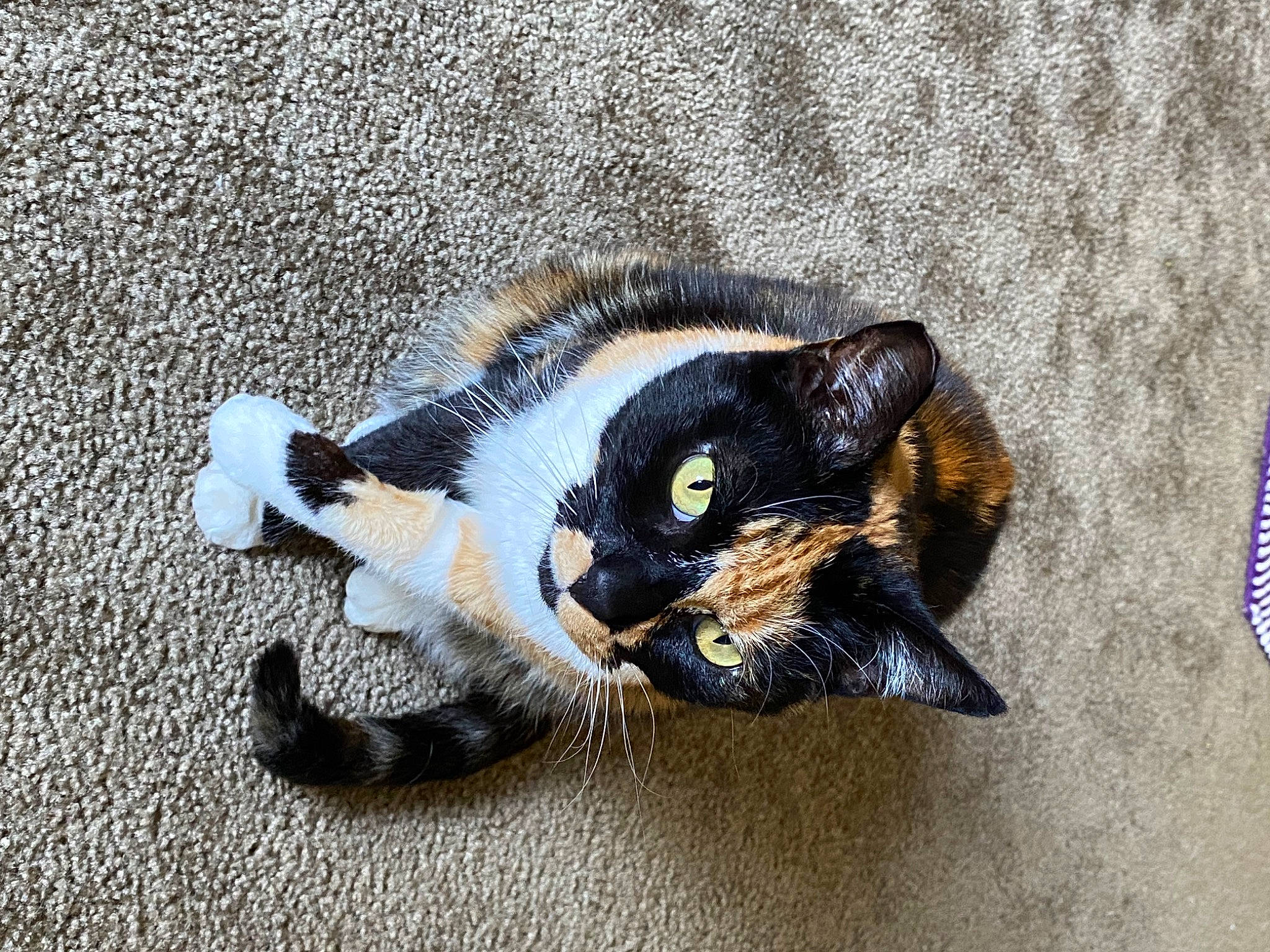 Gato joined the competition — help win amazing prizes! black_cat, carnivore, cat, claw, comfort, dog_breed, domestic_short_haired_cat, electric_blue, eye, felidae, foot, fur, paw, shadow, sitting, small_to_medium_sized_cats, snout, tail, terrestrial_animal, whiskers