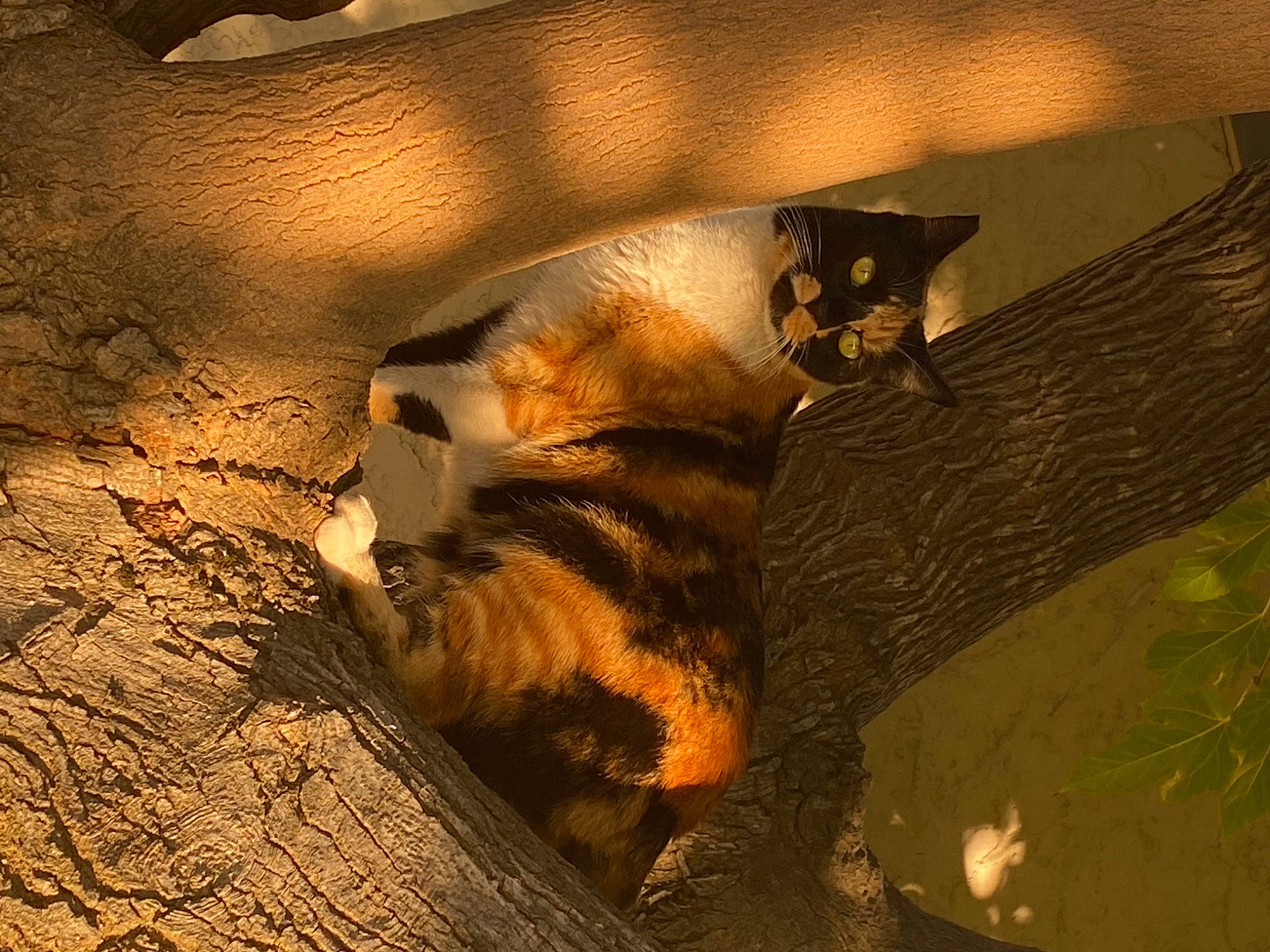 Gato is registered to the contest to win money with this photo: art, big_cats, carnivore, cat, cg_artwork, darkness, domestic_short_haired_cat, fawn, felidae, fur, organism, paw, shadow, small_to_medium_sized_cats, tail, terrestrial_animal, tints_and_shades, visual_arts, whiskers, wood