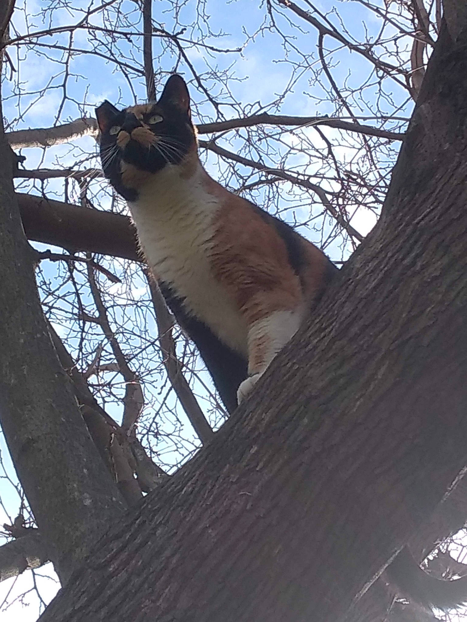Gato is registered to the contest to win money with this photo: biome, branch, carnivore, cat, domestic_short_haired_cat, electric_blue, fawn, felidae, fur, plant, sky, small_to_medium_sized_cats, snout, tail, tree, trunk, twig, whiskers, winter, wood