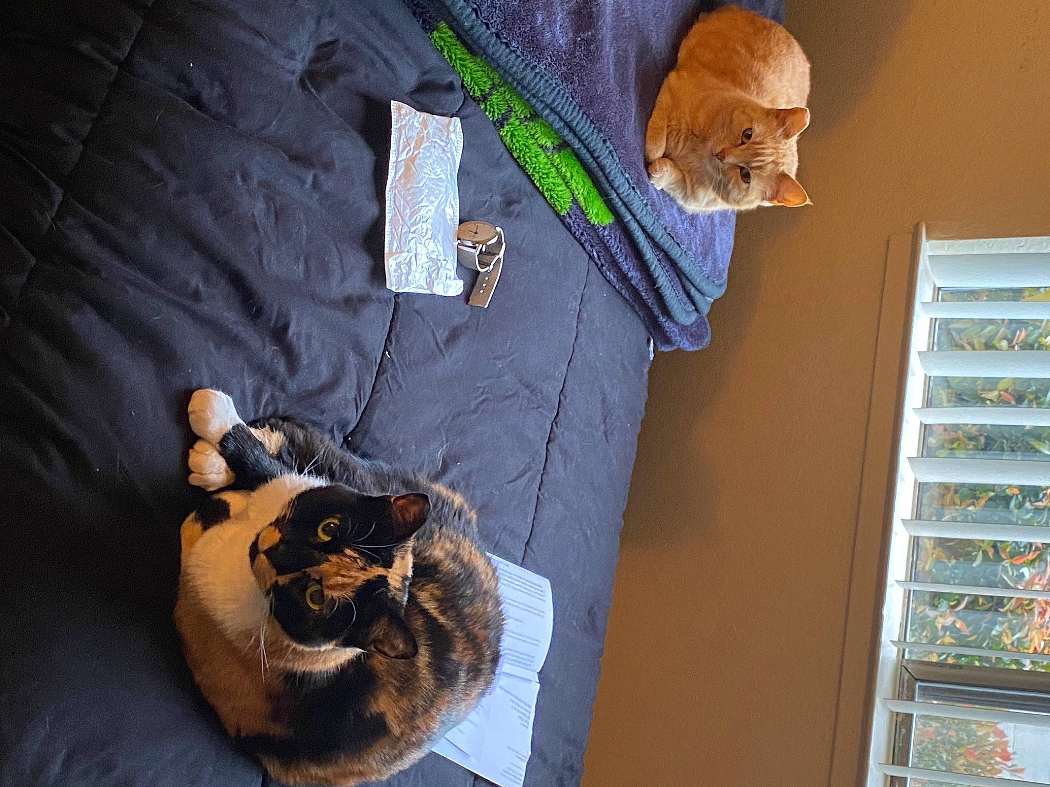 Min joined the competition — help win amazing prizes! carnivore, cat, comfort, couch, domestic_short_haired_cat, felidae, fur, hat, room, shelf, shelving, small_to_medium_sized_cats, stuffed_toy, tail, toy, whiskers