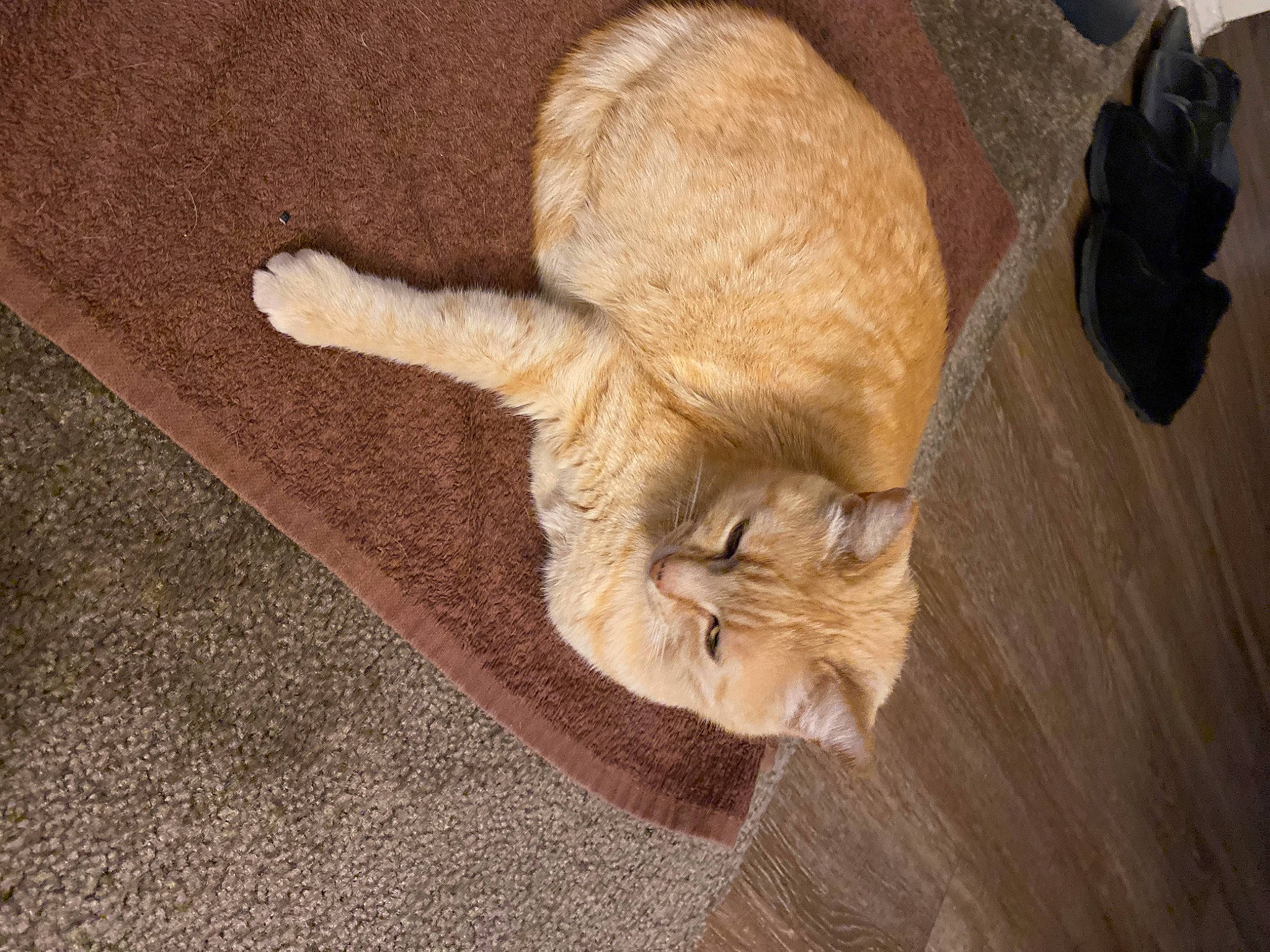 Min is registered to the contest to win money with this photo: brown, carnivore, cat, claw, comfort, domestic_short_haired_cat, fawn, felidae, floor, flooring, fur, hardwood, paw, small_to_medium_sized_cats, snout, tail, whiskers, wood, wood_flooring, wood_stain