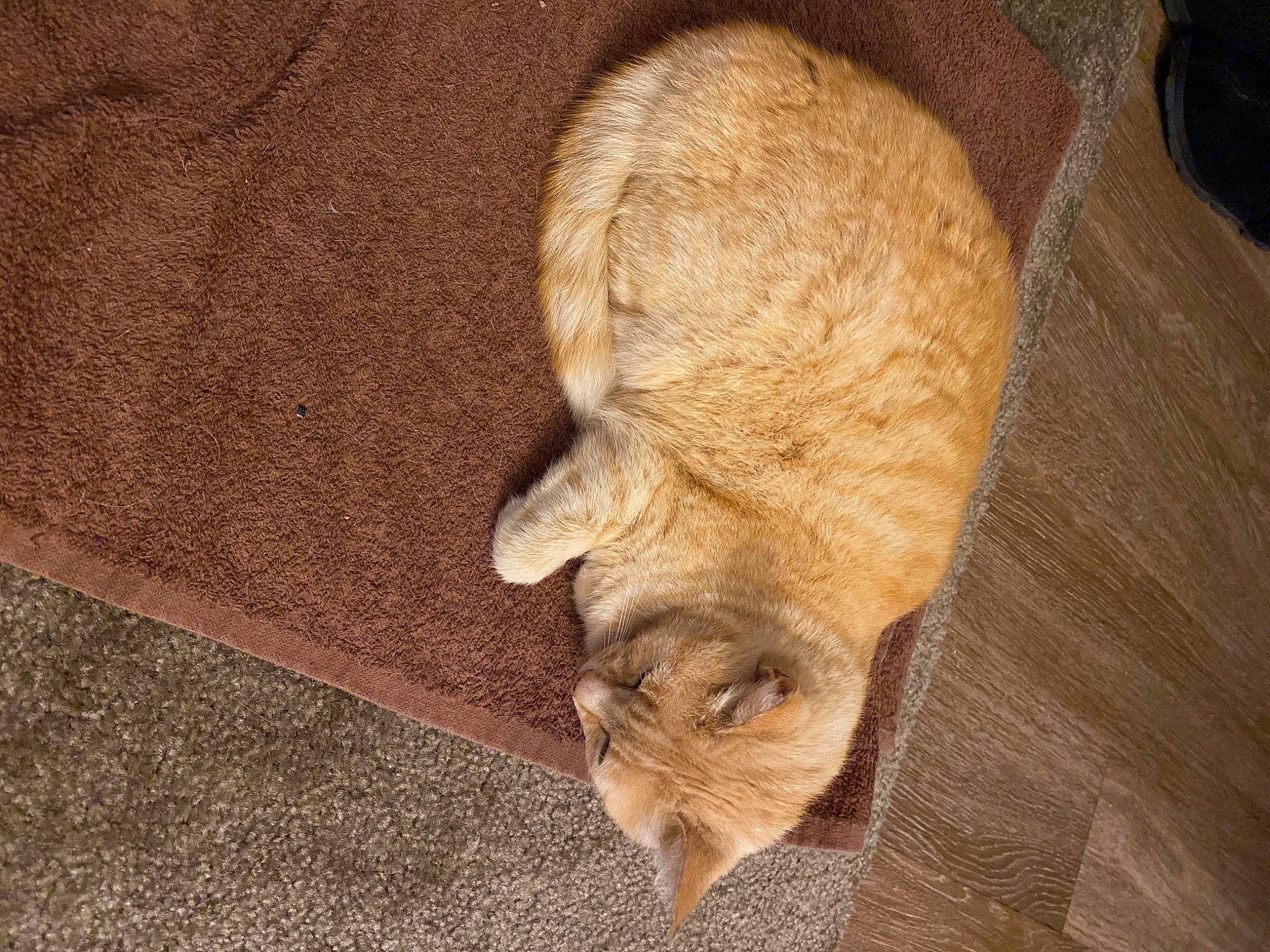 Min is registered to the contest to win money with this photo: canidae, carnivore, cat, claw, comfort, dog_breed, domestic_short_haired_cat, fawn, felidae, flooring, fur, hardwood, small_to_medium_sized_cats, snout, sporting_group, tail, terrestrial_animal, whiskers, wildlife, wood