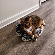 Tatum is registered to the contest to win money with this photo: cat, tabby_cat, shoes, checkered, floor, wood_floor, indoor, pet, animal, relaxed, lying_down, white_wall, door, paw, striped, feline, living_space, comfortable, casual, domestic