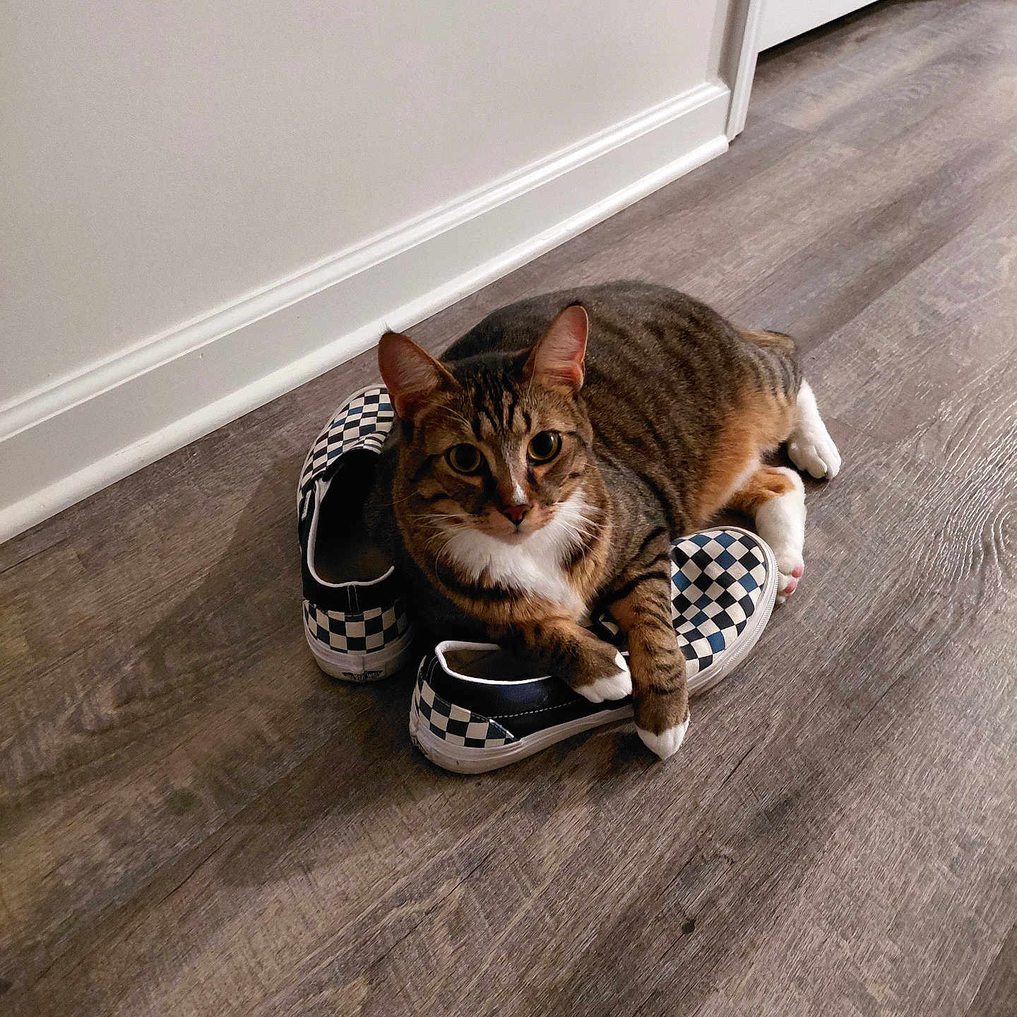 Tatum is registered to the contest to win money with this photo: animal, casual, cat, checkered, comfortable, domestic, door, feline, floor, indoor, living_space, lying_down, paw, pet, relaxed, shoes, striped, tabby_cat, white_wall, wood_floor
