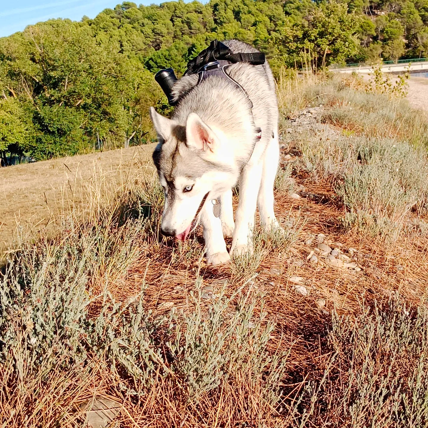 Kiara a rejoint le concours — aidez-le/la à gagner de superbes lots ! canidae, canis, carnivore, companion_dog, dog, dog_breed, fawn, grass, grassland, landscape, pasture, plant, prairie, sky, snout, soil, sporting_group, terrestrial_animal, tree, working_animal