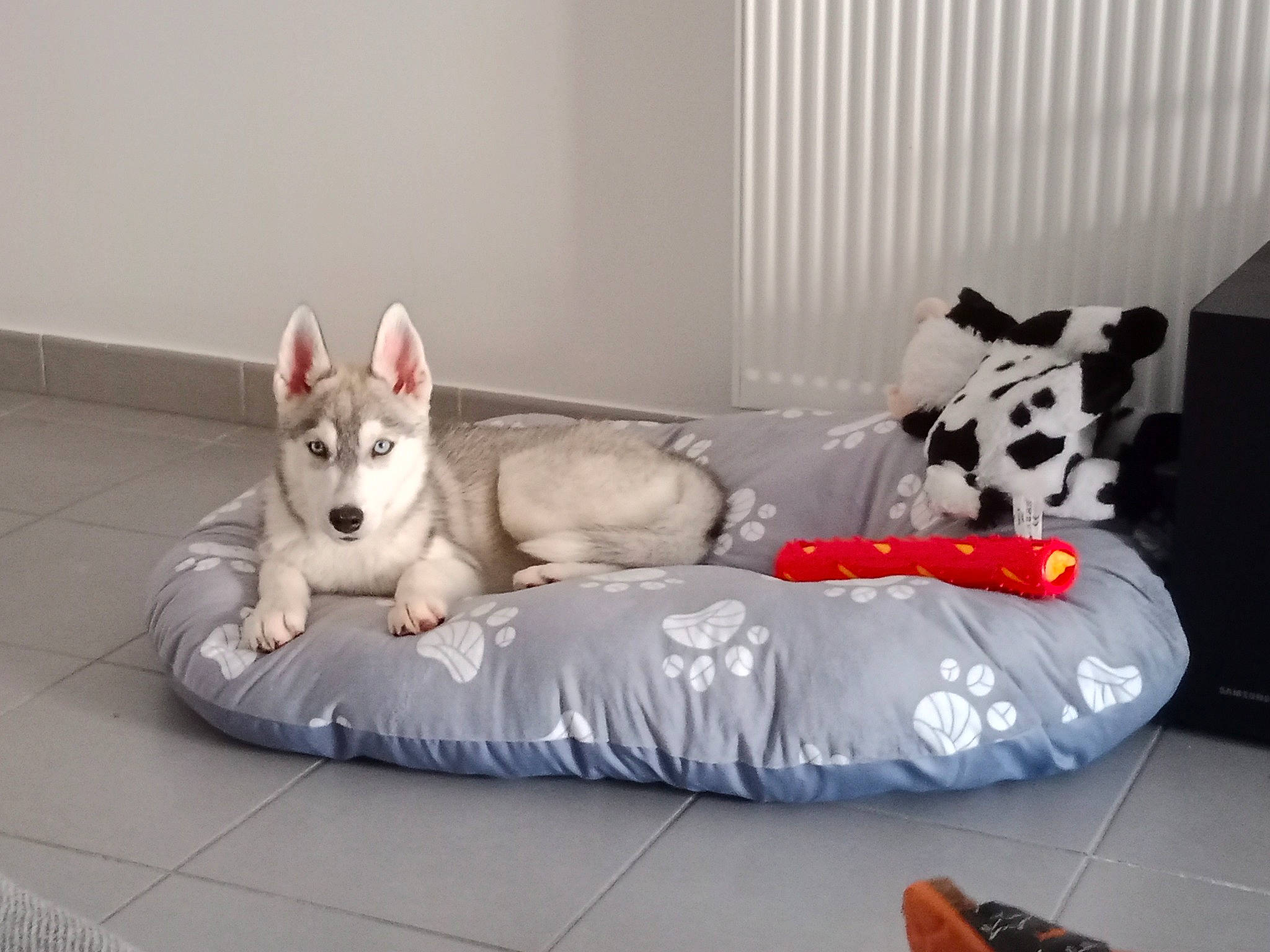 Kiara a rejoint le concours — aidez-le/la à gagner de superbes lots ! bean_bag, bean_bag_chair, canidae, carnivore, comfort, companion_dog, dog, dog_breed, dog_supply, fawn, felidae, flooring, font, paw, recreation, shoe, sporting_group, studio_couch, whiskers, working_animal