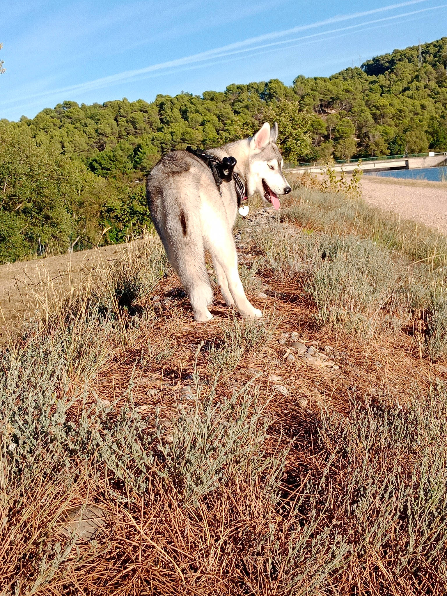 Kiara participe au concours pour gagner de l'argent avec cette photo : canidae, carnivore, dog, dog_breed, fawn, felidae, grass, grassland, landscape, meadow, natural_landscape, plain, plant, prairie, sky, snout, sporting_group, terrestrial_animal, tree, working_animal