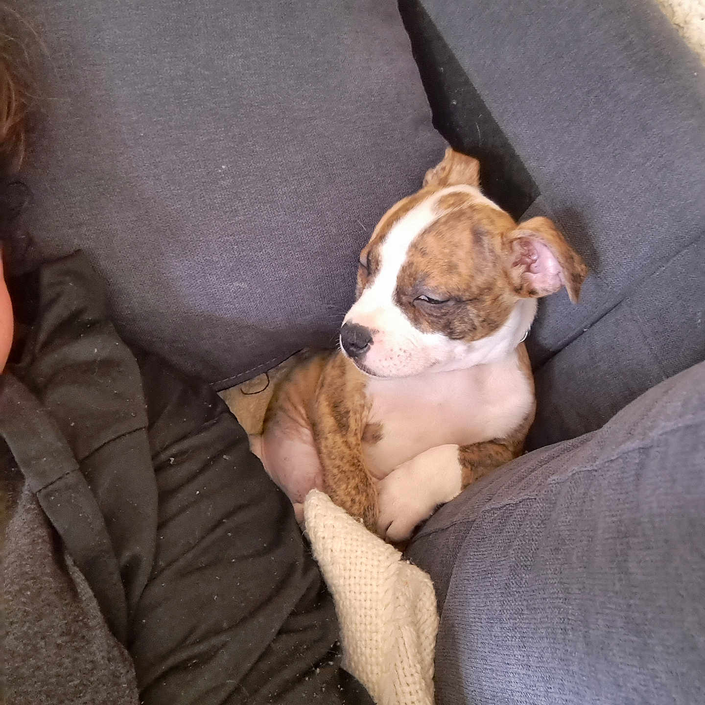 Vulco a rejoint le concours — aidez-le/la à gagner de superbes lots ! animal, armchair, baby, bostonbull, boxer, bulldog, canine, chair, couch, cushion, dog, frenchbulldog, furniture, homedecor, hound, person, pet, pitbull, puppy, sleeping