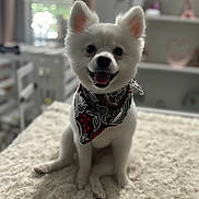 Stormy is registered to the contest to win money with this photo: dog, white_dog, bandana, smiling, pet, fluffy, cute, indoor, cozy, blanket, fur, sitting, happy, animal, small_dog, portrait, domestic_animal, canine, cute_pet, friendly