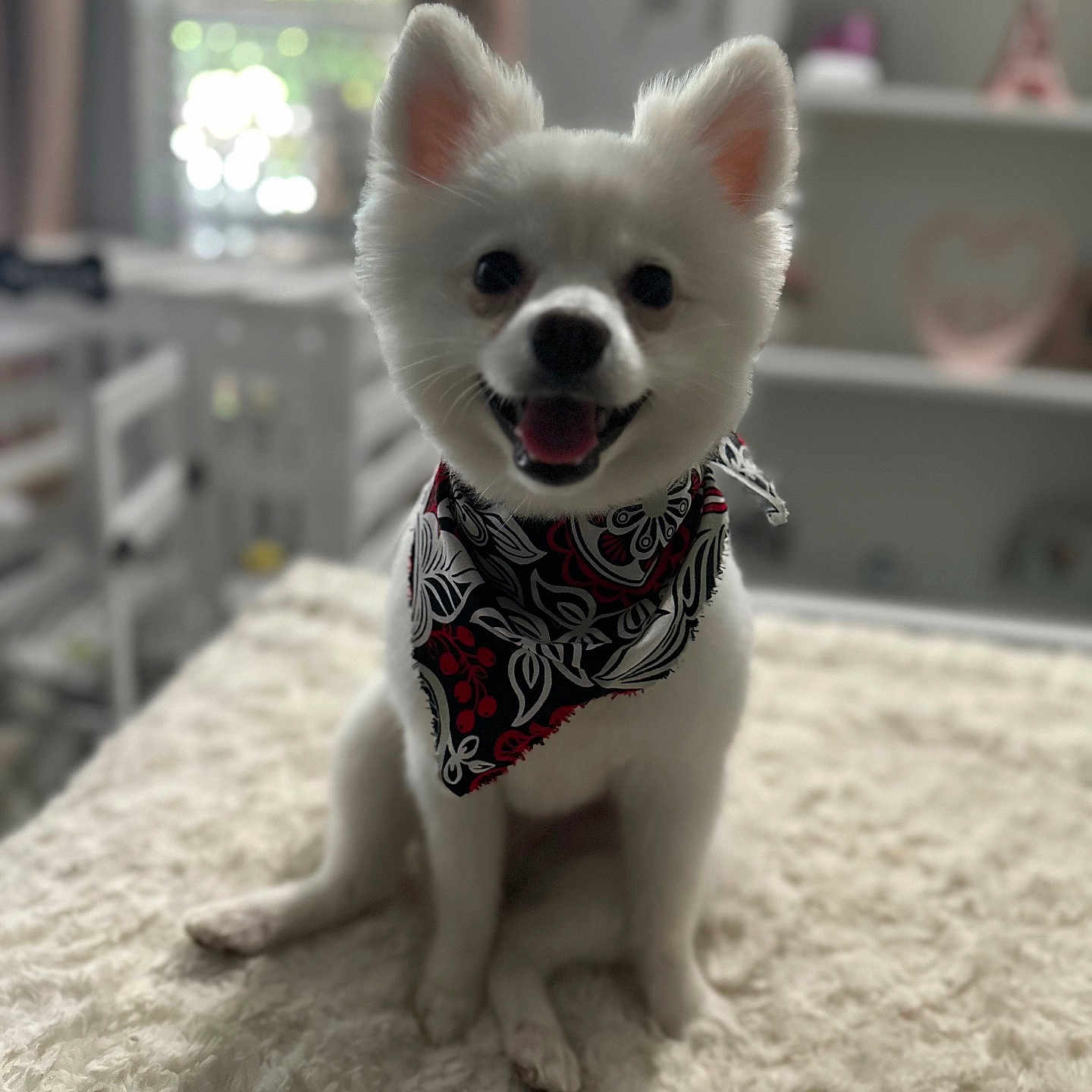 Stormy is registered to the contest to win money with this photo: animal, bandana, blanket, canine, cozy, cute, cute_pet, dog, domestic_animal, fluffy, friendly, fur, happy, indoor, pet, portrait, sitting, small_dog, smiling, white_dog