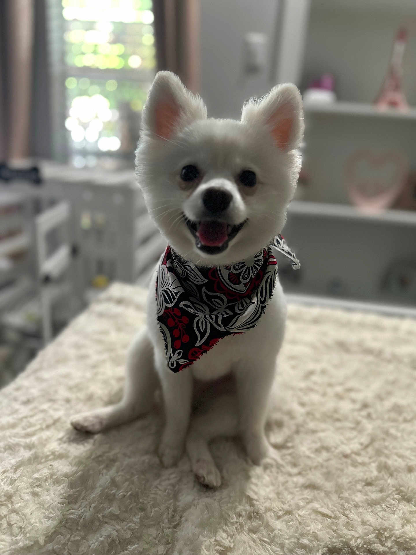 Stormy is registered to the contest to win money with this photo: dog, white_dog, bandana, smiling, pet, fluffy, cute, indoor, cozy, blanket, fur, sitting, happy, animal, small_dog, portrait, domestic_animal, canine, cute_pet, friendly