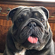 Rubble is registered to the contest to win money with this photo: ancient_dog_breeds, bored, bulldog, canidae, carnivore, collar, companion_dog, dog, dog_breed, dog_collar, fawn, molosser, non_sporting_group, picture_frame, snout, sporting_group, toy_dog, whiskers, working_dog, wrinkle