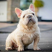 Laylanie Watton is registered to the contest to win money with this photo: dog, puppy, french_bulldog, animal, pet, canine, sitting, fluffy, ears, outdoor, pavement, close_up, mammal, cute, young, fur, looking_up, background_blur, domestic_animal, small_dog