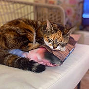 Dune a rejoint le concours — aidez-le/la à gagner de superbes lots ! cat, calico_cat, sleeping, pillow, bench, indoor, cozy, fur, tail, resting, pet, animal, domestic, cute, closeup, feline, relaxation, soft_focus, colorful, home