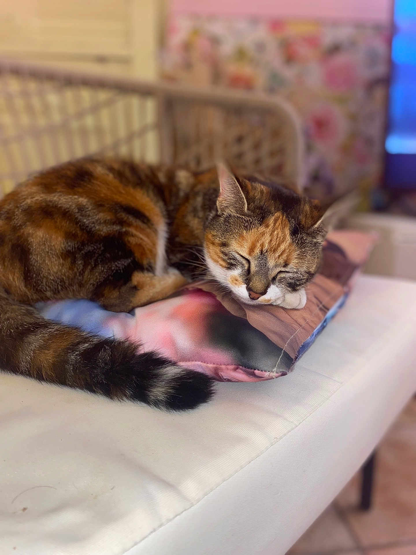 Dune a rejoint le concours — aidez-le/la à gagner de superbes lots ! cat, calico_cat, sleeping, pillow, bench, indoor, cozy, fur, tail, resting, pet, animal, domestic, cute, closeup, feline, relaxation, soft_focus, colorful, home