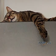Neïko participe au concours pour gagner de l'argent avec cette photo : cat, tabby, sleeping, relaxed, paw, appliance, whirlpool, indoor, fur, pet, animal, napping, striped, mammal, resting, domestic, cozy, cute, whiskers, feline