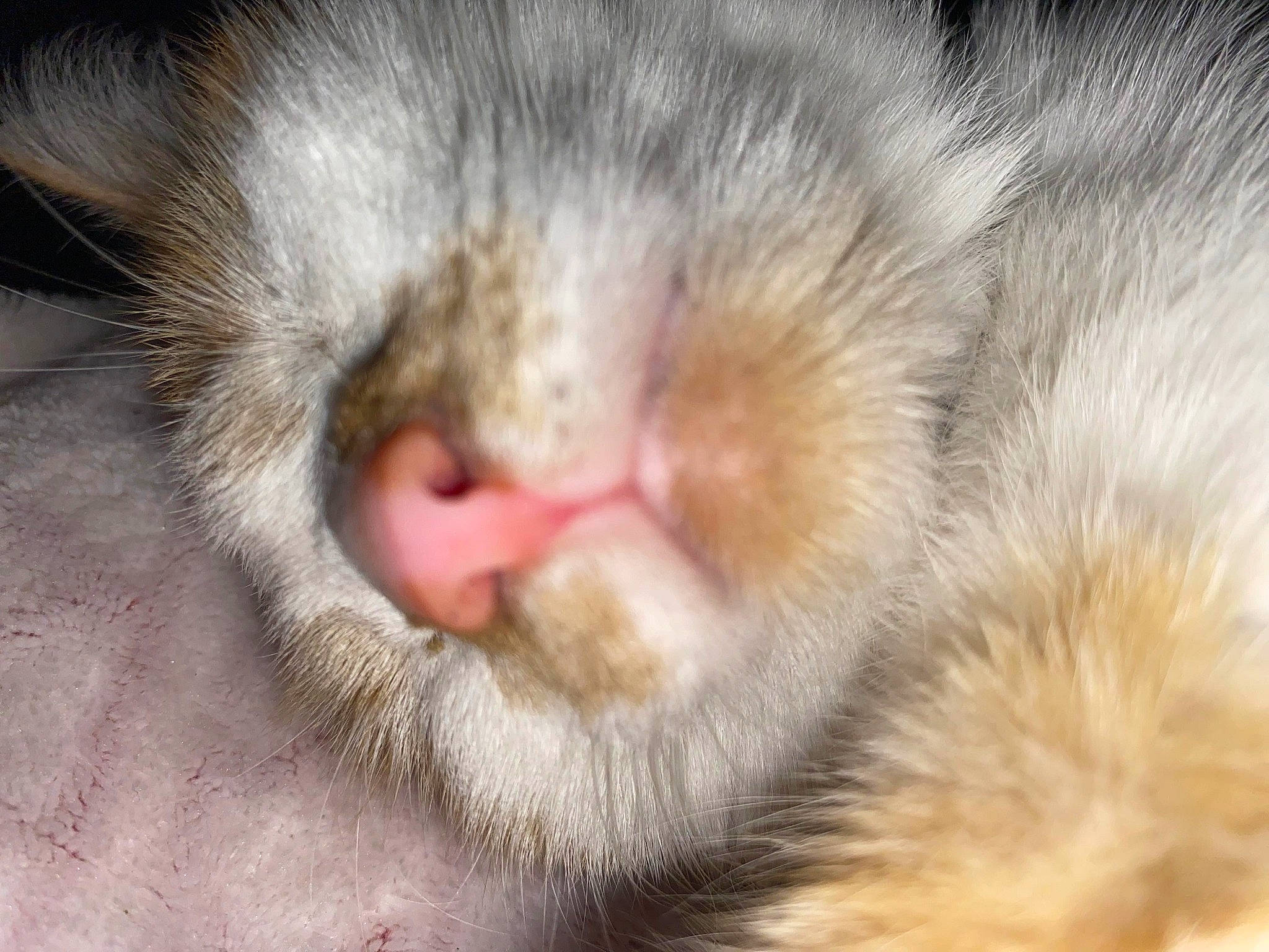 Tails is registered to the contest to win money with this photo: carnivore, cat, claw, close_up, domestic_short_haired_cat, fawn, felidae, fur, nap, paw, sleep, small_to_medium_sized_cats, snout, tail, terrestrial_animal, whiskers, wildlife