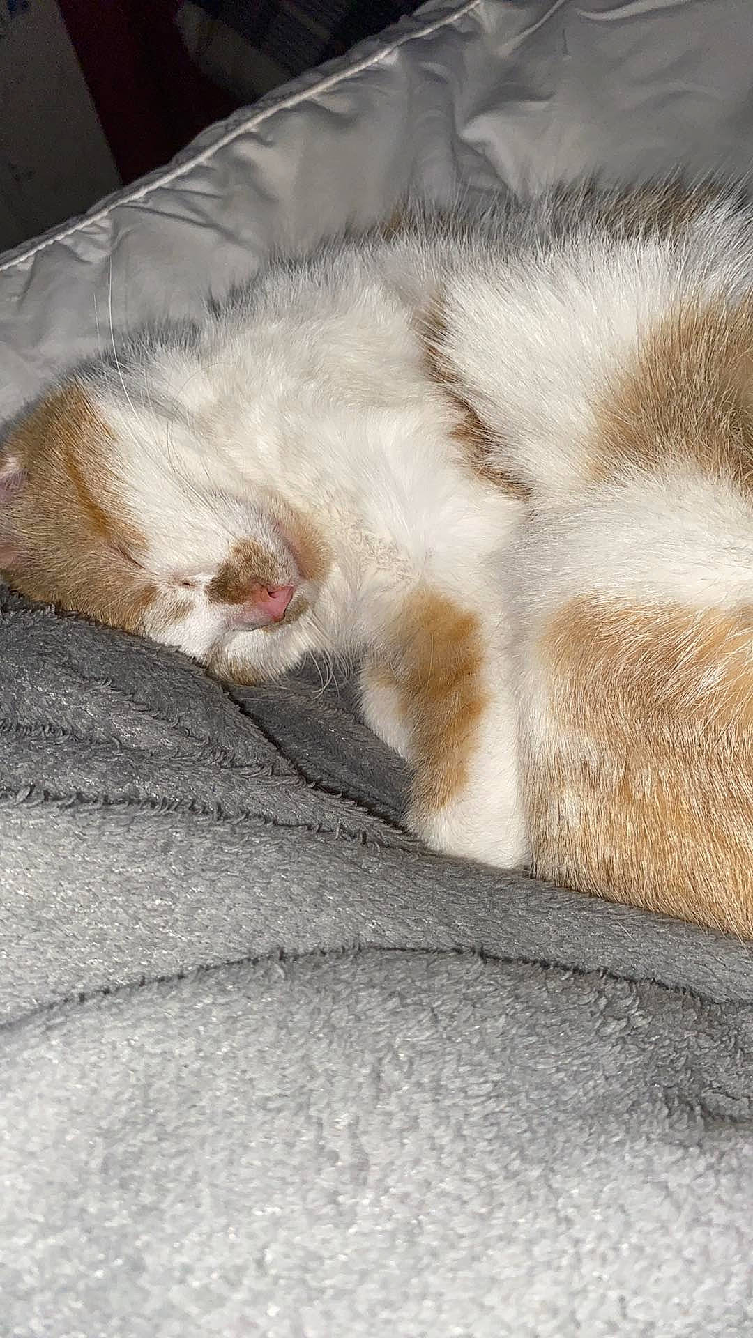 Tails joined the competition — help win amazing prizes! carnivore, cat, claw, comfort, domestic_short_haired_cat, eye, fawn, felidae, fur, grey, linens, nap, paw, sleep, small_to_medium_sized_cats, snout, tail, terrestrial_animal, whiskers, wood