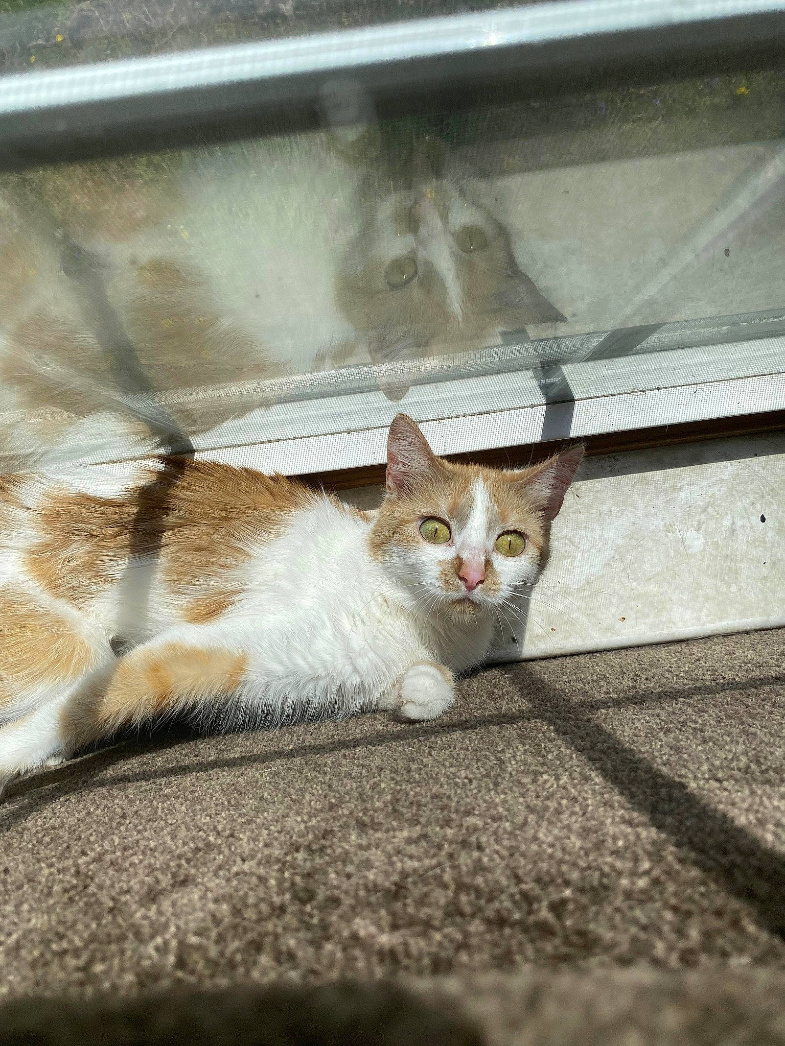 Tails is registered to the contest to win money with this photo: asphalt, carnivore, cat, domestic_short_haired_cat, fawn, felidae, fur, paw, road_surface, shadow, small_to_medium_sized_cats, snout, tail, terrestrial_animal, whiskers, window, wood