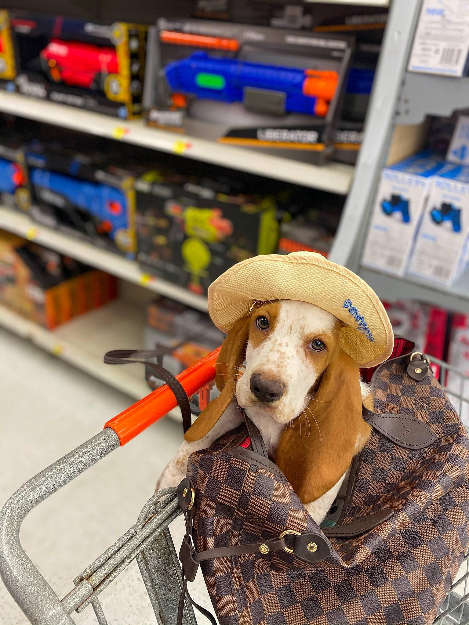 Bruno joined the competition — help win amazing prizes! canidae, carnivore, cleanliness, collar, companion_dog, dog, dog_breed, dog_clothes, dog_supply, hound, leash, pet_supply, plaid, shelf, shelving, sporting_group, tartan, working_animal