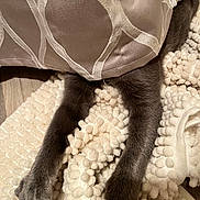 Ozzy joined the competition — help win amazing prizes! cat, legs, paws, gray_fur, white_paws, cushion, patterned_cushion, rug, textured_rug, indoor, floor, wood_floor, cozy, hide_and_seek, pet, animal, feline, soft_texture, resting, home