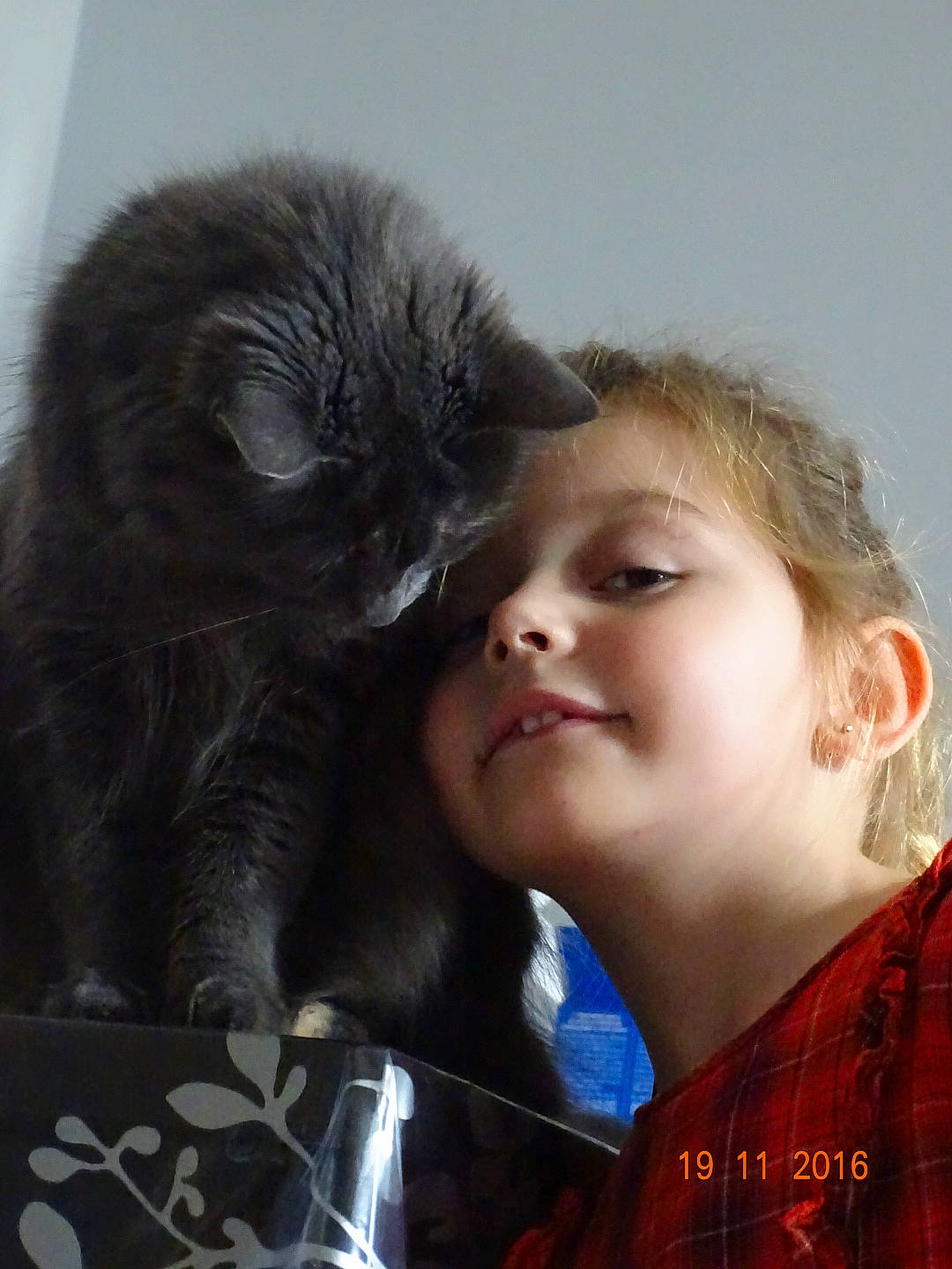 Myla participe au concours pour gagner de l'argent avec cette photo : carnivore, cat, ear, felidae, fur, nose, person, small_to_medium_sized_cats, whiskers