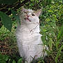Frimousse participe au concours pour gagner de l'argent avec cette photo : aegean_cat, botany, british_semi_longhair, carnivore, cat, felidae, fur, grass, plant, ragdoll, small_to_medium_sized_cats, tree, turkish_angora, turkish_van, whiskers, white