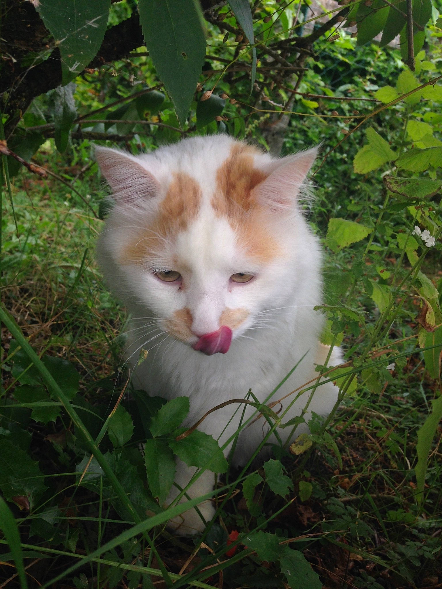 Frimousse a rejoint le concours — aidez-le/la à gagner de superbes lots ! aegean_cat, carnivore, cat, domestic_short_haired_cat, fawn, felidae, person, small_to_medium_sized_cats, turkish_angora, turkish_van, whiskers