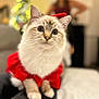 Alba participe au concours pour gagner de l'argent avec cette photo : cat, kitten, pet, fluffy_fur, blue_eyes, costume, red_outfit, festive, christmas_tree, bokeh, indoor, portrait, close_up, whiskers, paws, sitting, cute, domestic_animal, blurred_person, cozy