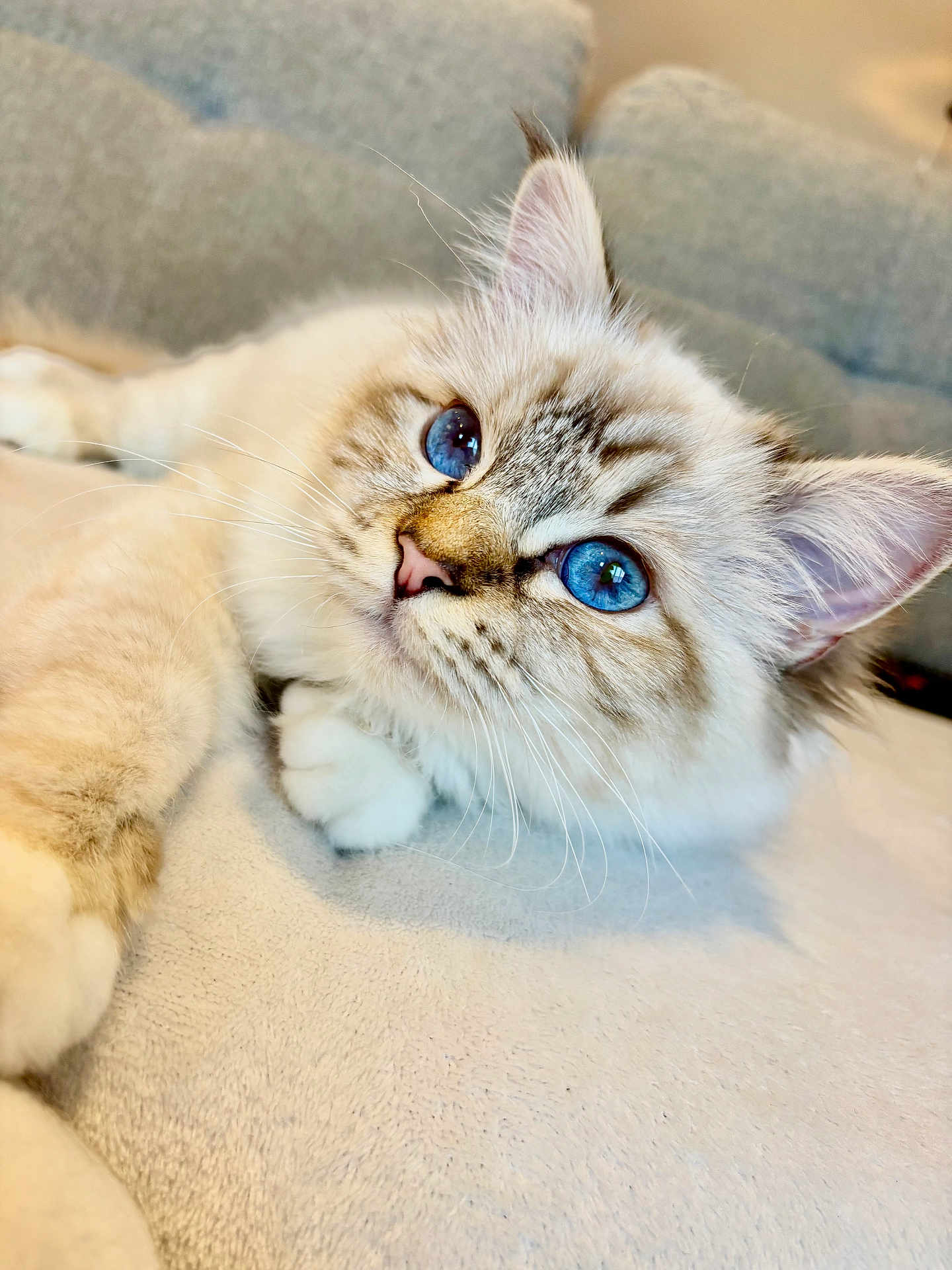 Alba participe au concours pour gagner de l'argent avec cette photo : cat, kitten, blue_eyes, fluffy, fur, whiskers, paw, ear, close_up, portrait, pet, cute, adorable, relaxed, indoor, sofa, blanket, soft_texture, gaze, feline