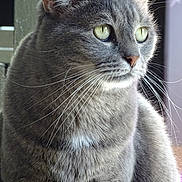 Moons participe au concours pour gagner de l'argent avec cette photo : american_wirehair, asian, british_semi_longhair, british_shorthair, carnivore, cat, chartreux, domestic_short_haired_cat, european_shorthair, felidae, korat, mammal, russian_blue, small_to_medium_sized_cats, snout, tabby_cat, vertebrate, whiskers