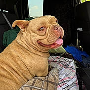 Princess Fiona joined the competition — help win amazing prizes! dog, tan_dog, wrinkles, smiling, plaid_blanket, blanket, car_interior, seat, clothes, hanging_garment, window, sunlight, pet, tongue_out, happy, cute, cozy, domestic_animal, indoor, resting