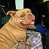 dog, tan_dog, wrinkles, smiling, plaid_blanket, blanket, car_interior, seat, clothes, hanging_garment, window, sunlight, pet, tongue_out, happy, cute, cozy, domestic_animal, indoor, resting