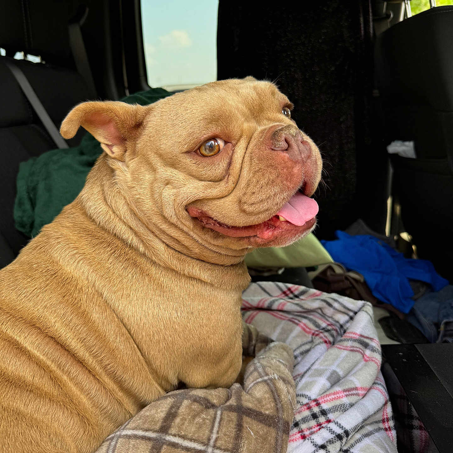 Princess Fiona