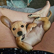 Nugget joined the competition — help win amazing prizes! puppy, dog, pet, cute, playful, chewing, paw, ear, belly, legs, human, skin, relaxing, indoor, cozy, small_dog, brown_fur, tongue, nose, paw_pad