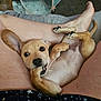puppy, dog, pet, cute, playful, chewing, paw, ear, belly, legs, human, skin, relaxing, indoor, cozy, small_dog, brown_fur, tongue, nose, paw_pad