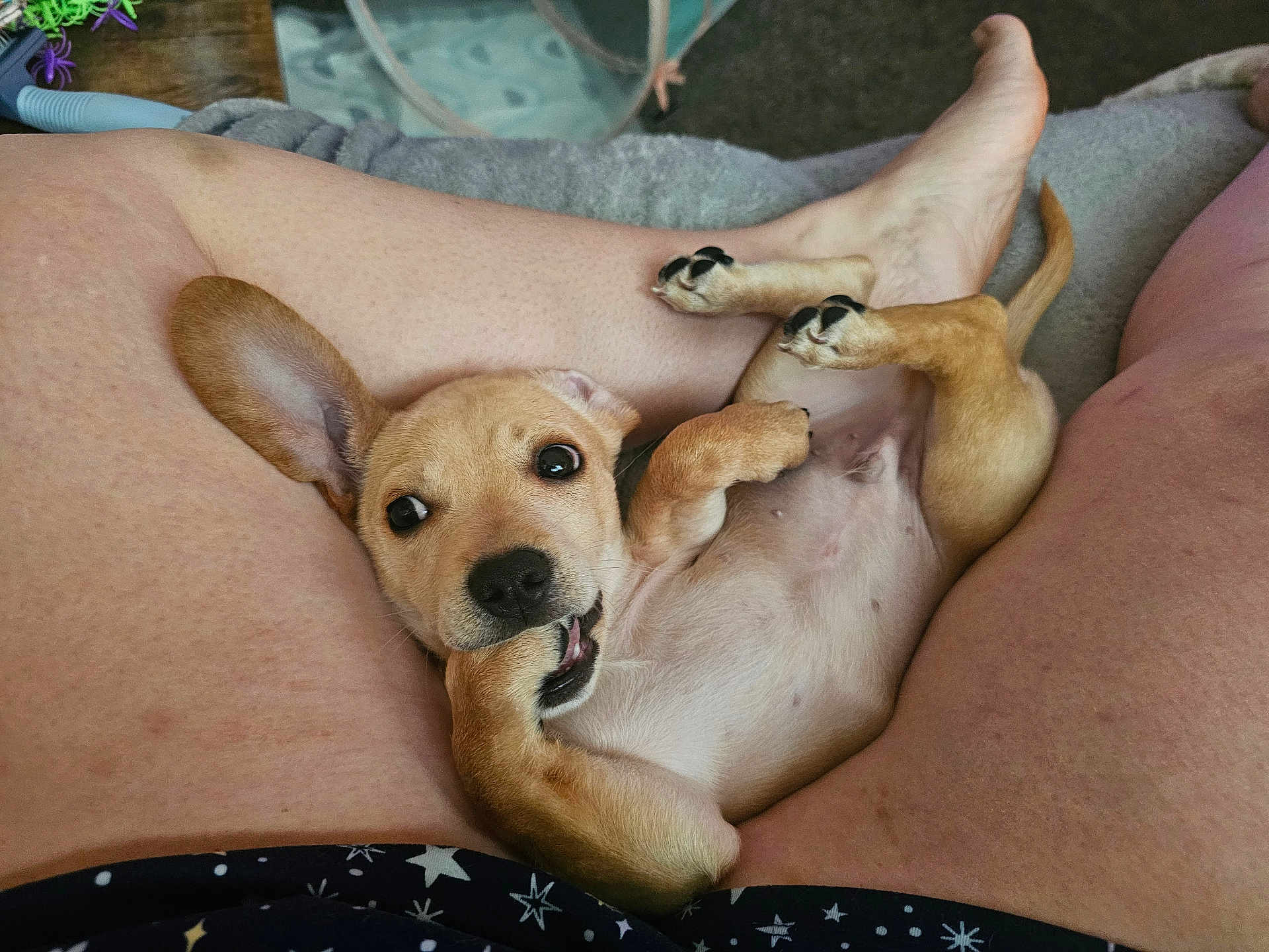 Nugget joined the competition — help win amazing prizes! puppy, dog, pet, cute, playful, chewing, paw, ear, belly, legs, human, skin, relaxing, indoor, cozy, small_dog, brown_fur, tongue, nose, paw_pad