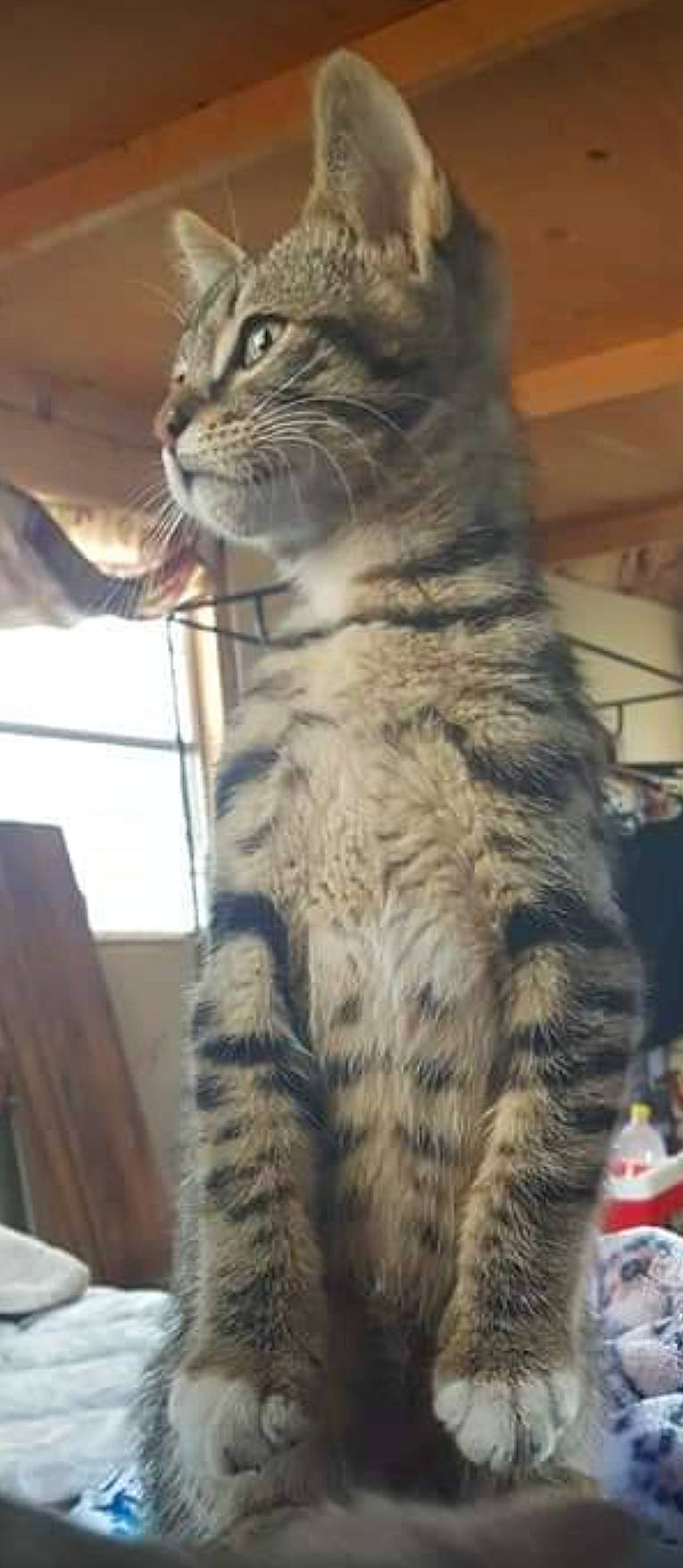 Kovu is registered to the contest to win money with this photo: carnivore, cat, domestic_short_haired_cat, felidae, fur, natural_material, paw, photography, small_to_medium_sized_cats, snout, tail, terrestrial_animal, whiskers, wildlife