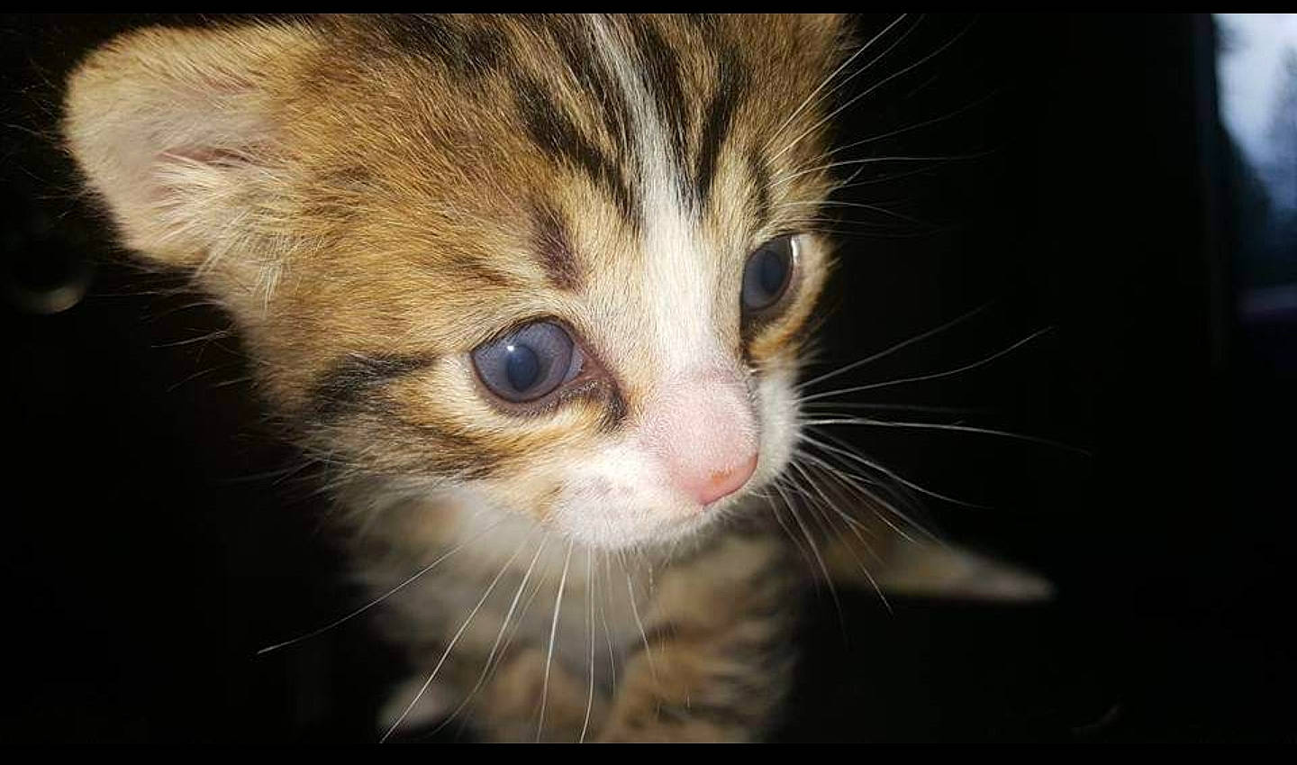 Sheercon is registered to the contest to win money with this photo: carnivore, cat, domestic_short_haired_cat, eye, felidae, fur, grass, iris, small_to_medium_sized_cats, snout, terrestrial_animal, whiskers, wildlife, window