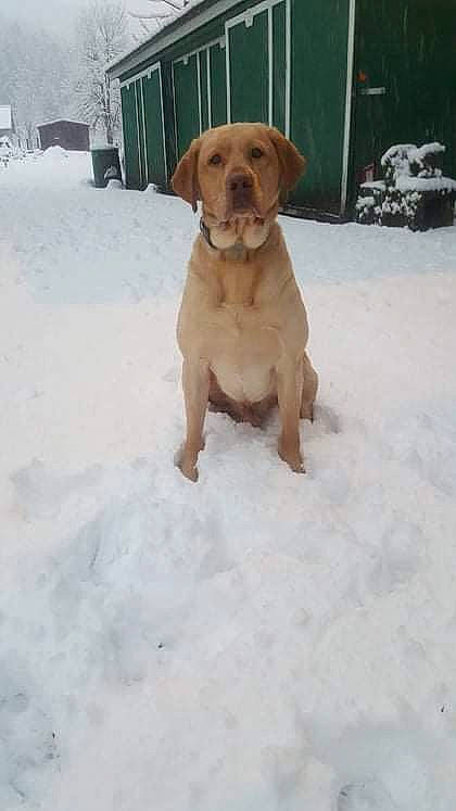 Trip is registered to the contest to win money with this photo: carnivore, collar, companion_dog, dog, dog_breed, dog_collar, dog_supply, fawn, freezing, fur, gun_dog, liver, pet_supply, retriever, snow, sporting_group, tail, whiskers, winter, working_animal