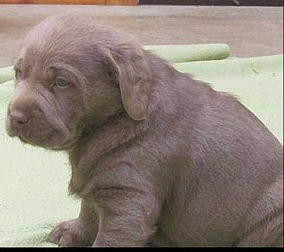 Mila joined the competition — help win amazing prizes! canidae, carnivore, companion_dog, dog, dog_breed, fawn, fur, gun_dog, hunting_dog, liver, paw, rectangle, snout, sporting_group, tail, terrestrial_animal, working_animal, wrinkle