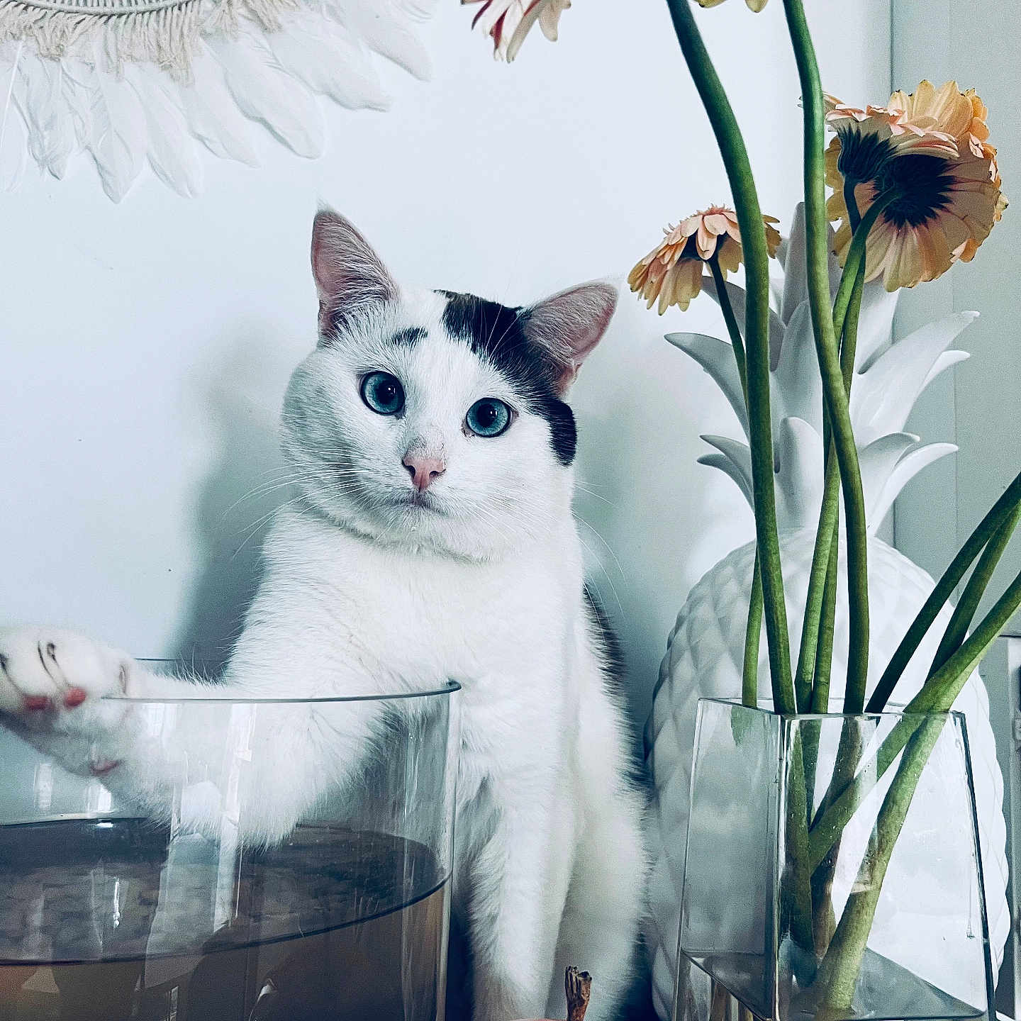 Simba a rejoint le concours — aidez-le/la à gagner de superbes lots ! angora, animal, cat, daisy, flower, flowerarrangement, flowerbouquet, food, fruit, jar, kitten, manx, pear, pet, petal, plant, pottedplant, pottery, produce, vase