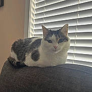 Convee joined the competition — help win amazing prizes! animal, blinds, calm, cat, couch, cozy, domestic_animal, feline, fur, gray, household, indoor, loaf, pet, quiet, relaxed, resting, tabby, white, window