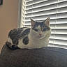 animal, blinds, calm, cat, couch, cozy, domestic_animal, feline, fur, gray, household, indoor, loaf, pet, quiet, relaxed, resting, tabby, white, window