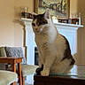 Convee is registered to the contest to win money with this photo: calm, carpet, cat, chair, cozy, cushion, decor, feline, fireplace, glass_top, gray, home, indoor, living_room, painting, pet, sitting, table, white, wooden_furniture