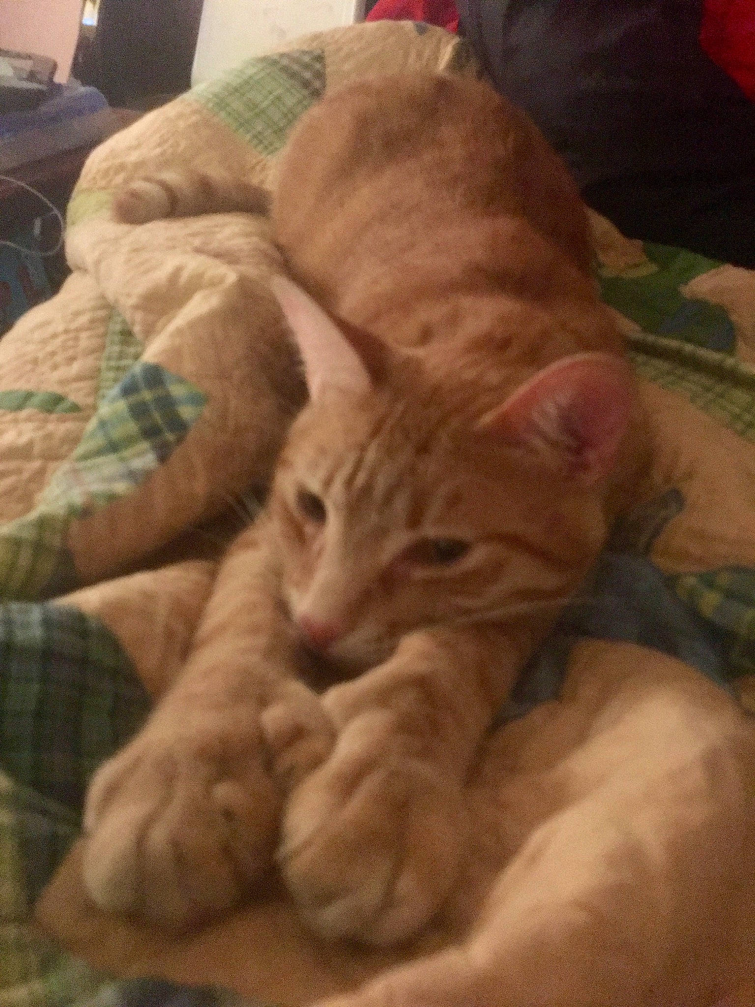 Toes joined the competition — help win amazing prizes! asian, carnivore, cat, european_shorthair, fawn, felidae, kitten, mammal, nap, small_to_medium_sized_cats, snout, whiskers