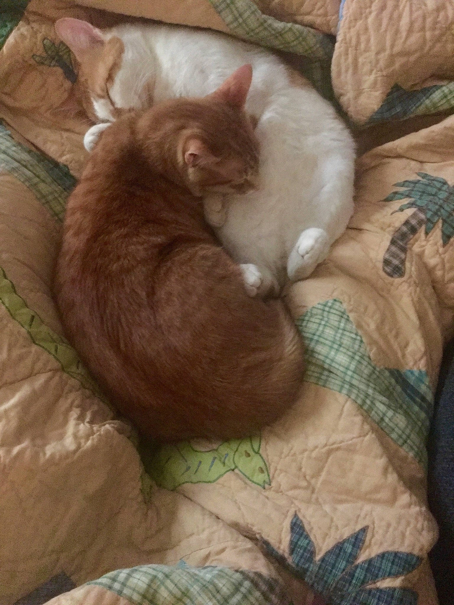 Toes joined the competition — help win amazing prizes! asian, carnivore, cat, european_shorthair, fawn, felidae, fur, german_rex, kitten, nap, sleep, small_to_medium_sized_cats, tail, whiskers